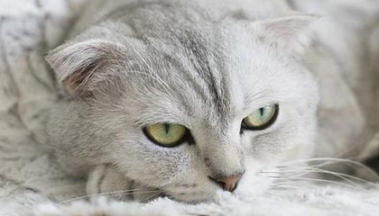 半岛体育-超级英雄！巴萨官方晒集锦回顾对阵巴列卡诺时加西亚的精彩扑救